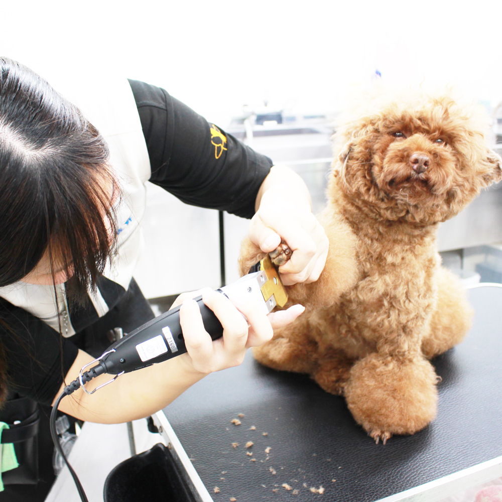 お客様の愛犬、うとうとシリーズ！